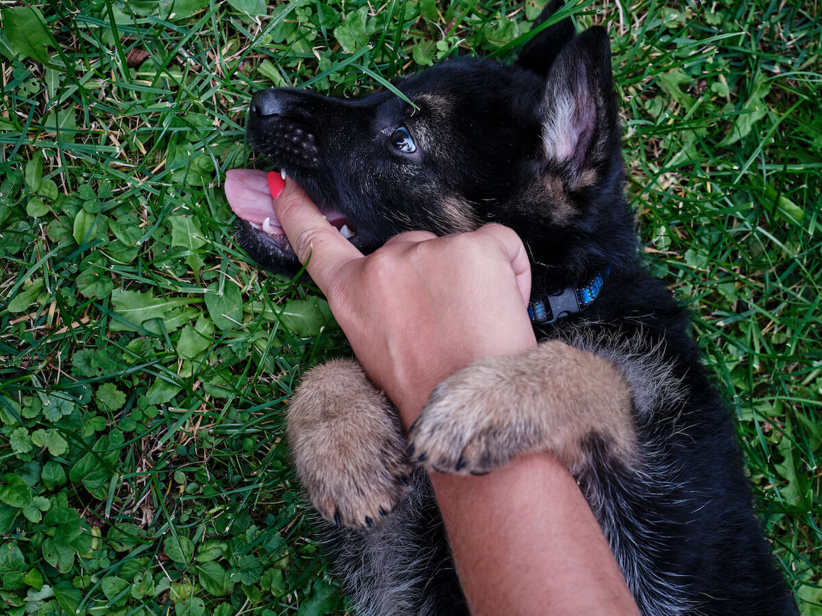 How to Teach Your Puppy Not to Bite