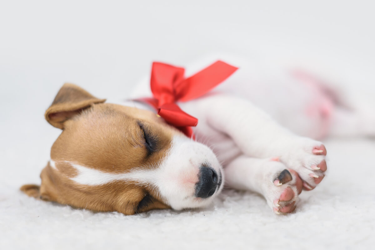 5 Best Dog Beds For Puppies: Giving Your Pup The Best Sleep Ever!￼