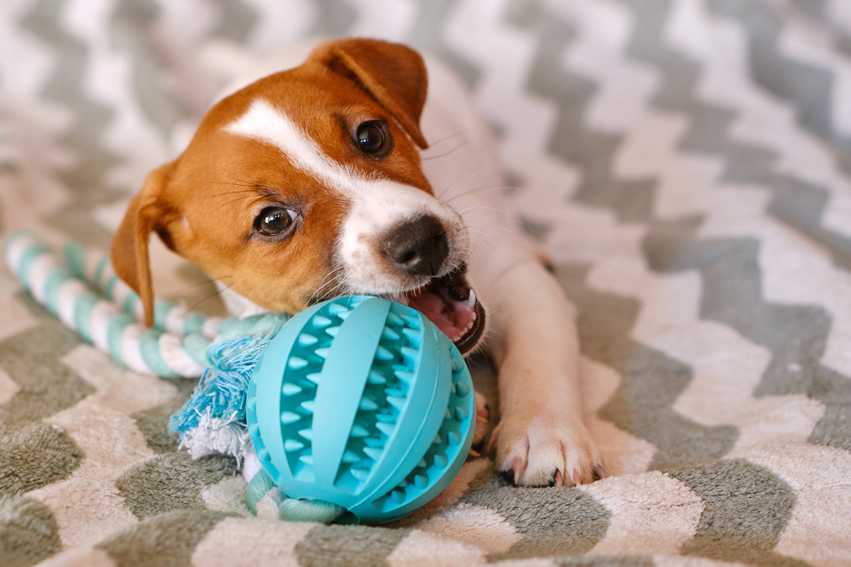 How Long Does Puppy Teething Last?