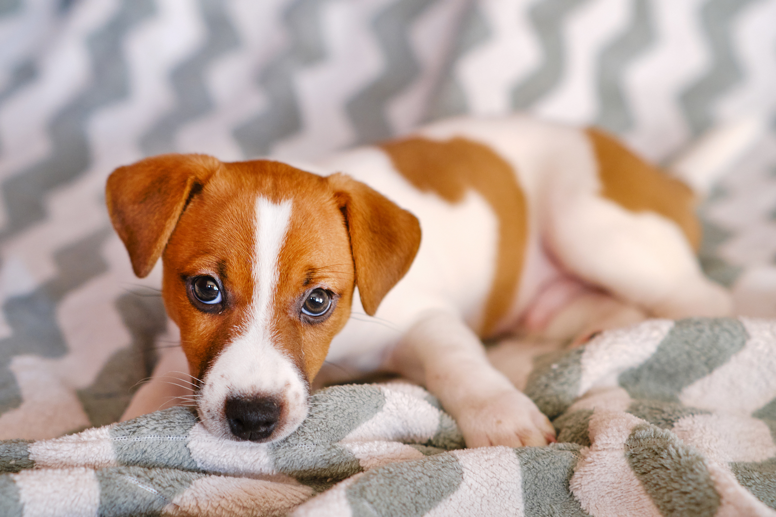 5 Ideas to Help Your Puppy With Teething