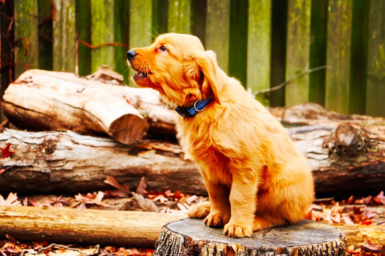 What to Do When Your Dog Won’t Stop Barking in the Backyard