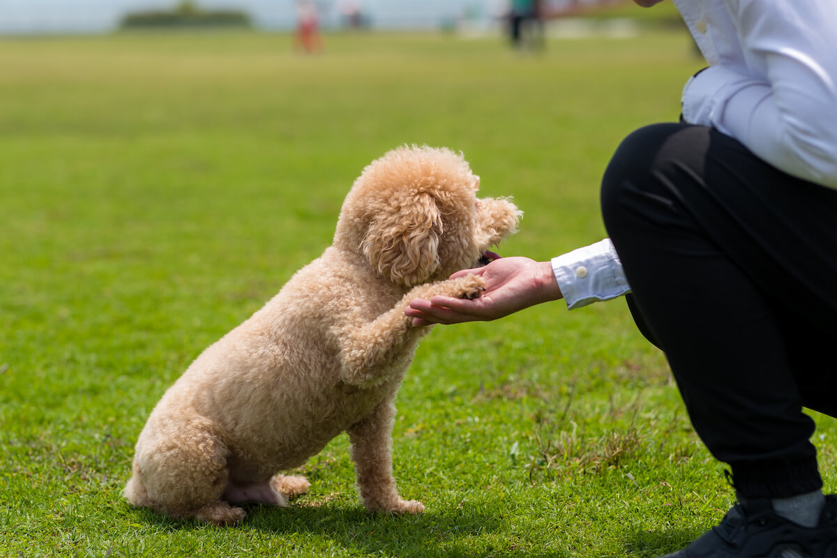 How to Teach Your Puppy the Trick of Shaking Hands – Step by Step Guide