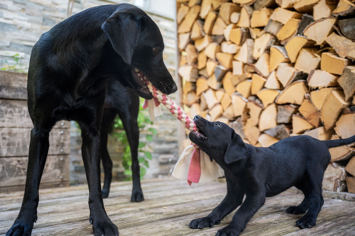 Black labrador mum and puppy
