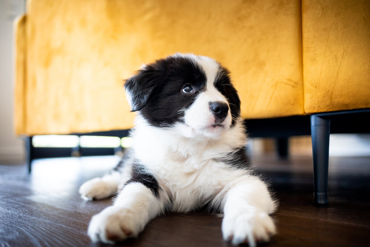 The Ultimate Shopping List: 5 Essential Supplies for Raising a Puppy