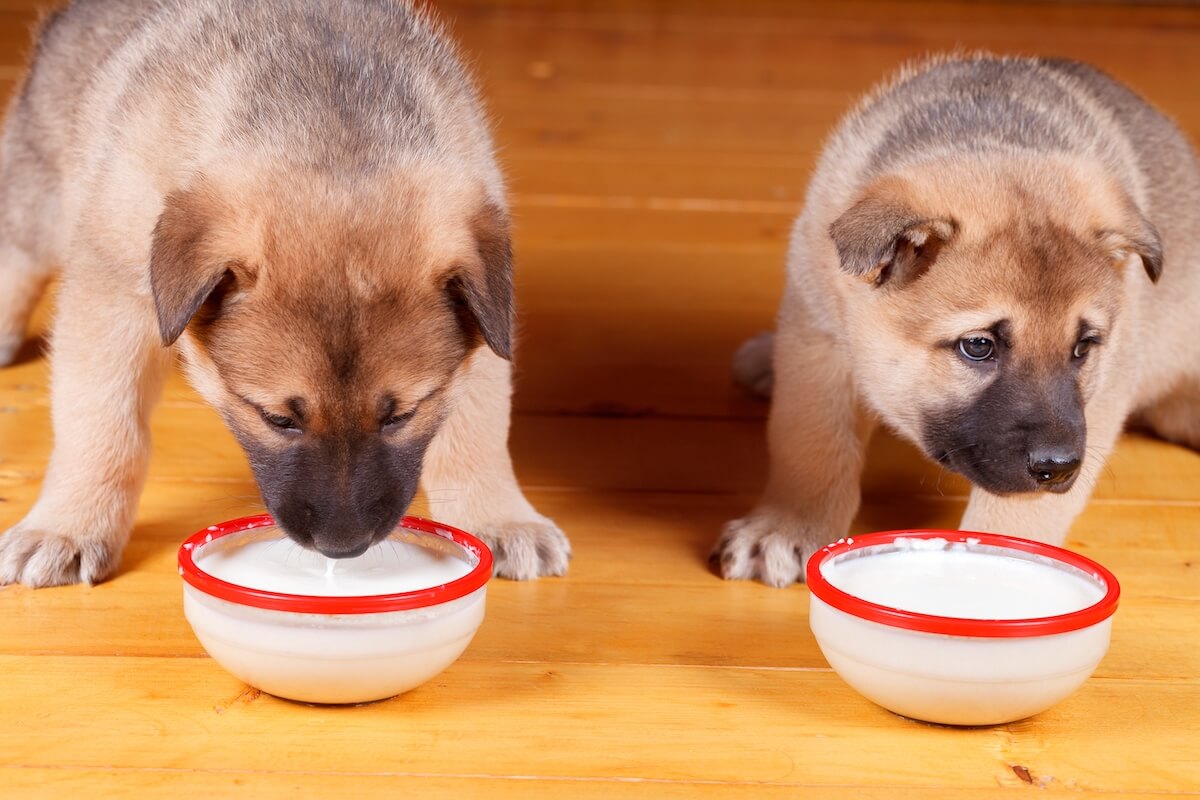 How to Create a Healthy Feeding Schedule for Your Puppy: A Step-by-Step Guide