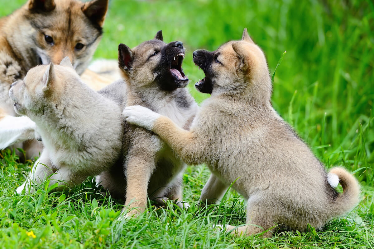 The Role of Play in Puppy Development