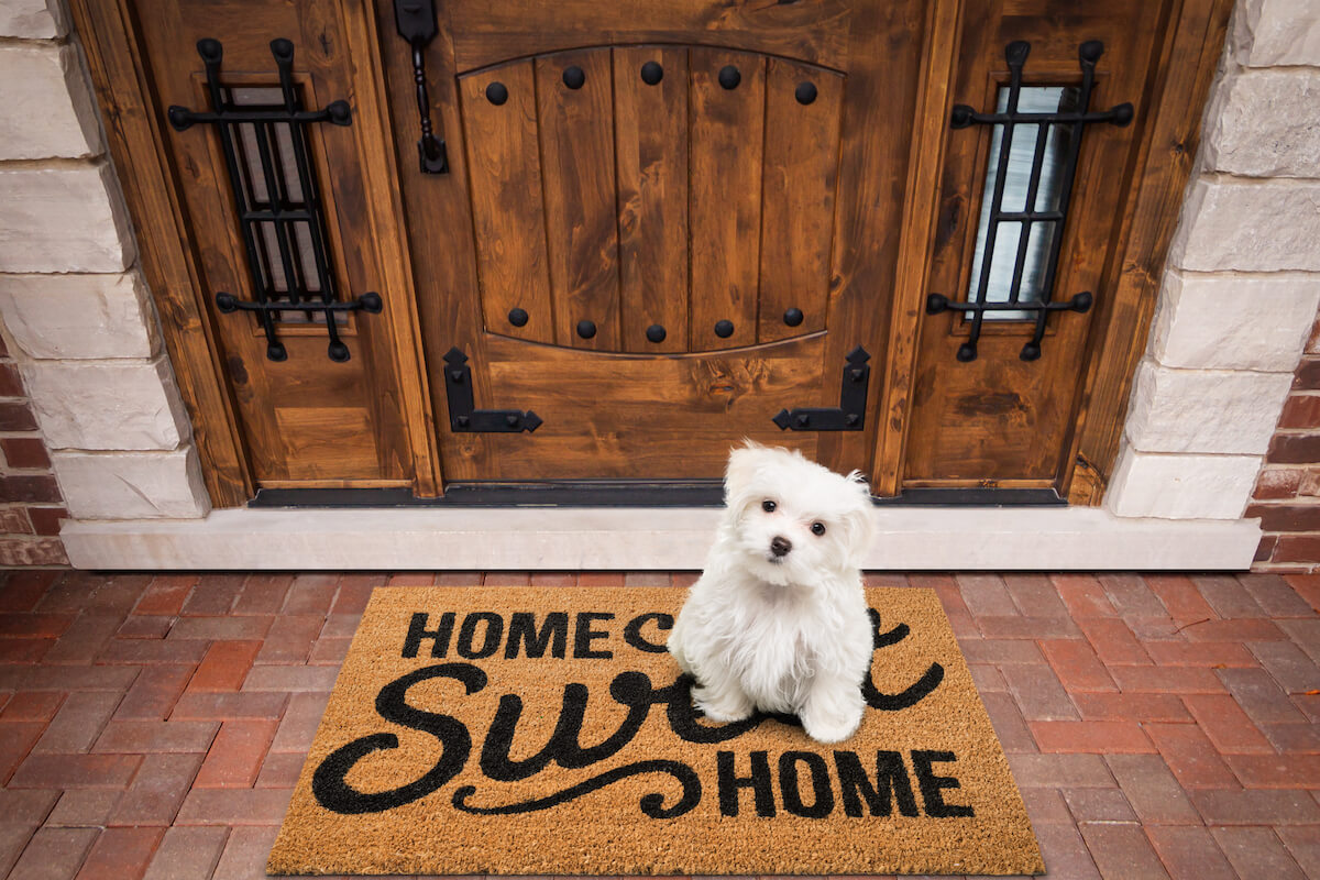 Puppy-Proofing Your Home: A Comprehensive Checklist for New Pet Owners
