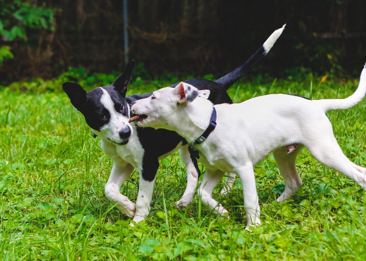 The Essential Guide to Socializing Your Puppy: Why It’s Important & How To Do It Right