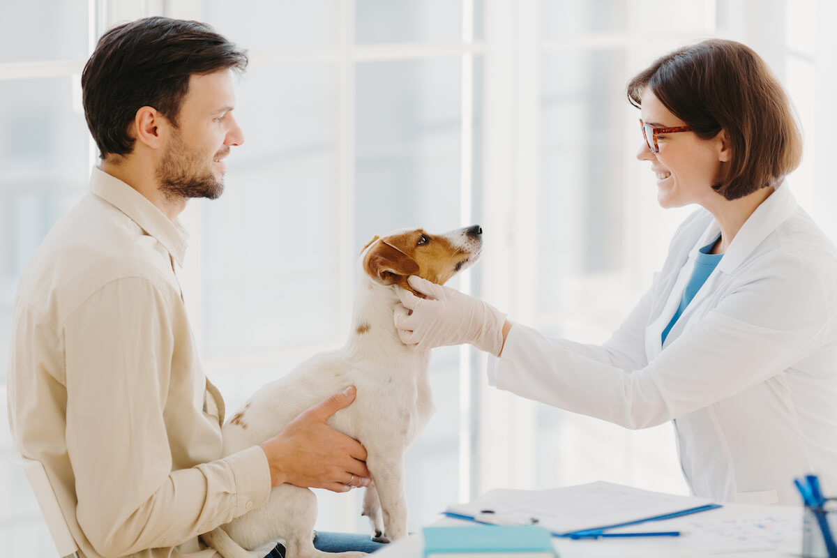 The Ins and Outs of Caring for Your Puppy After Surgery: A Guide for New Pet Owners