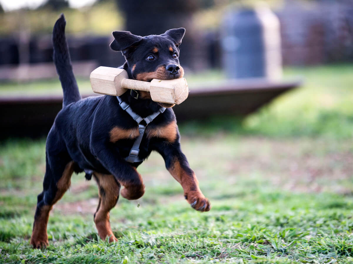 The Benefits of Regular Exercise for Puppies
