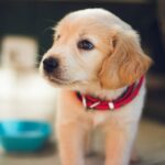selective focus photography of short-coated brown puppy facing right side