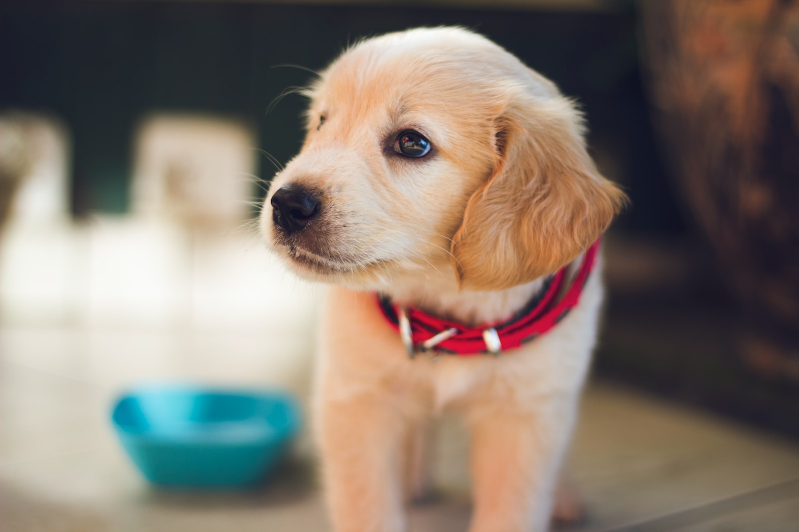 Dealing with Separation Anxiety in Puppies: Effective Tips for Preventing and Managing This Common Issue