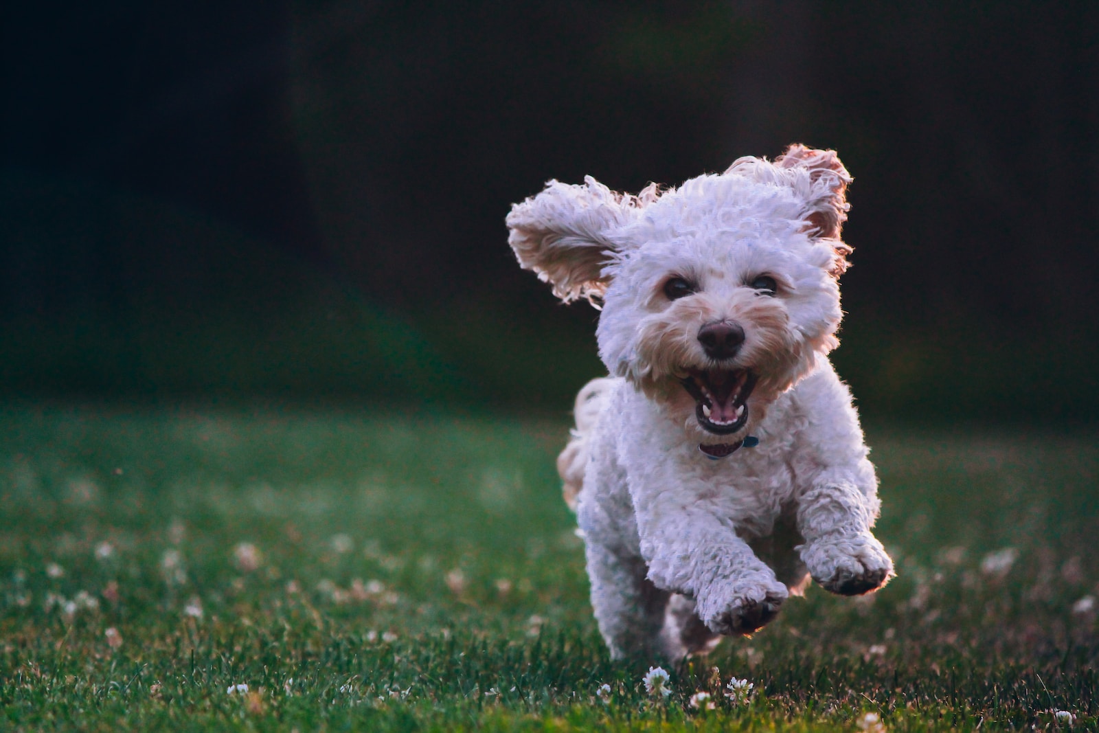 The Lasting Benefits of Positive Energy Dog Training: A Happier, Healthier Relationship with Your Pet