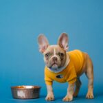 brown french bulldog in yellow shirt holding blue ceramic mug