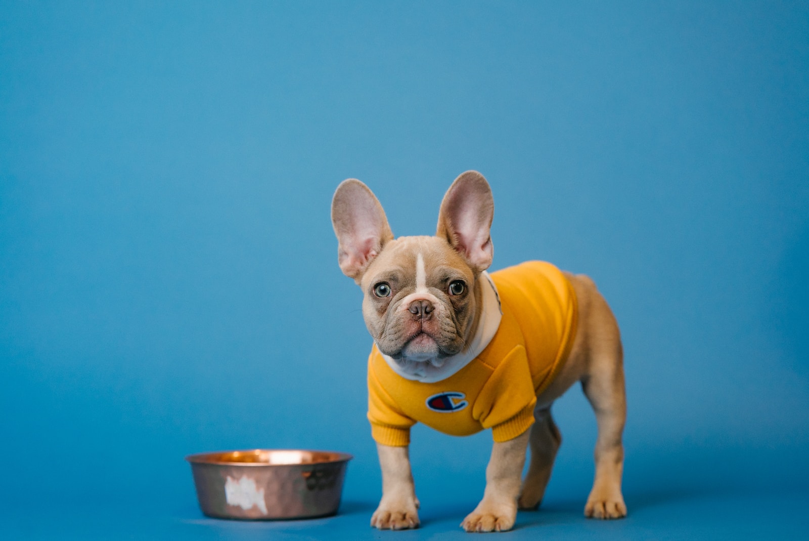 The Comprehensive Guide to Puppy Nutrition: Nourishing Your Furry Friend